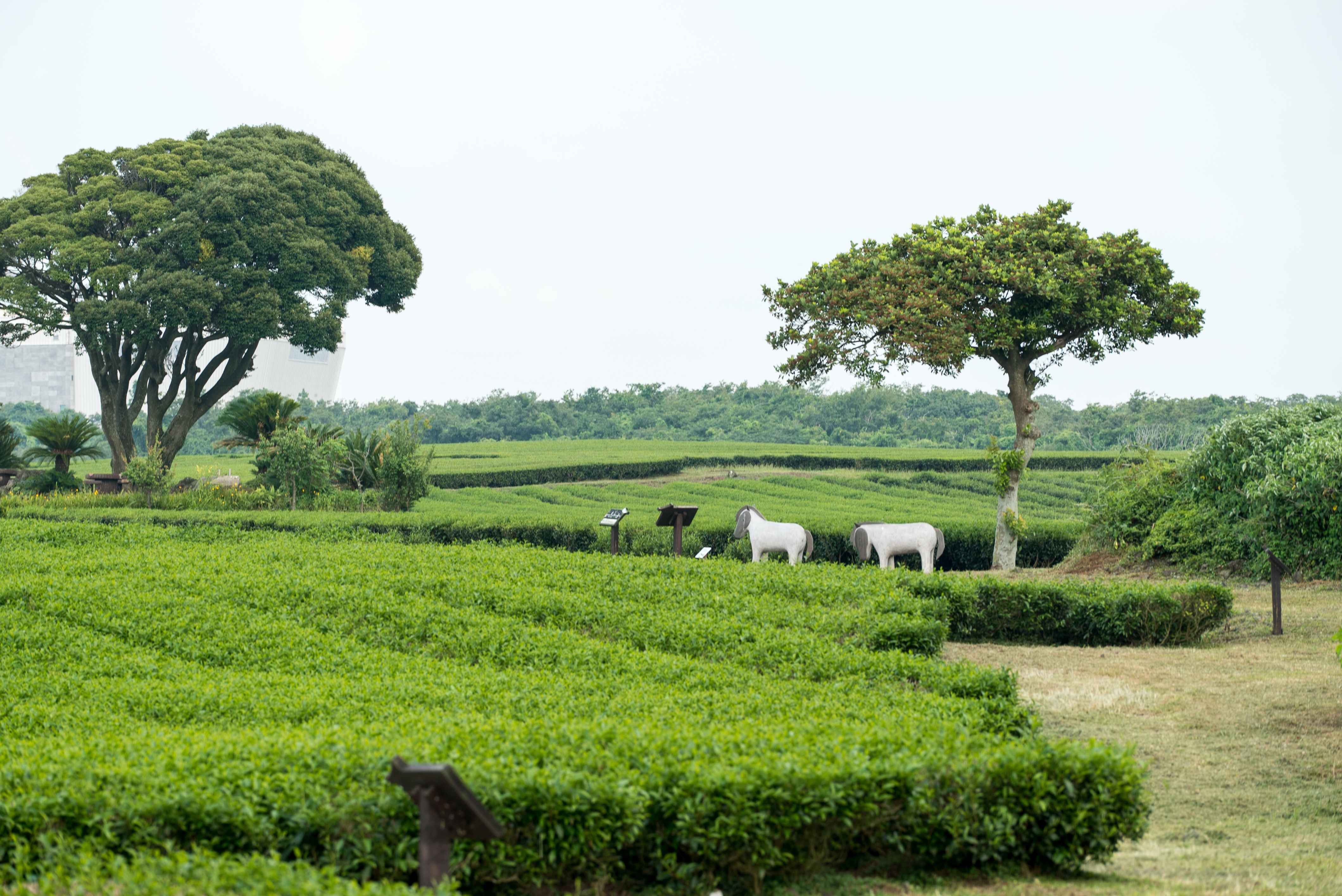 O'sulloc Tea Museum
